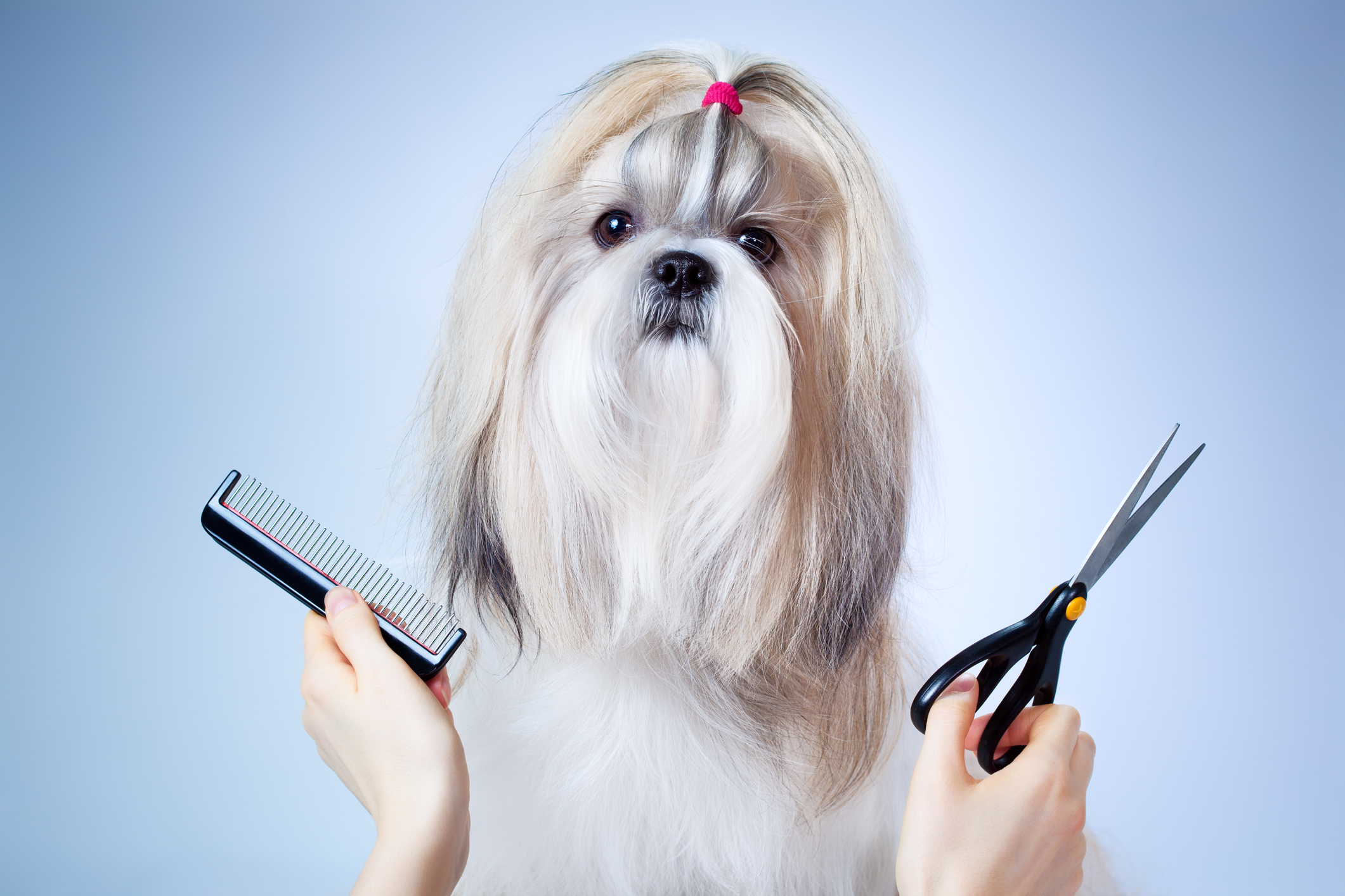 dog grooming logo