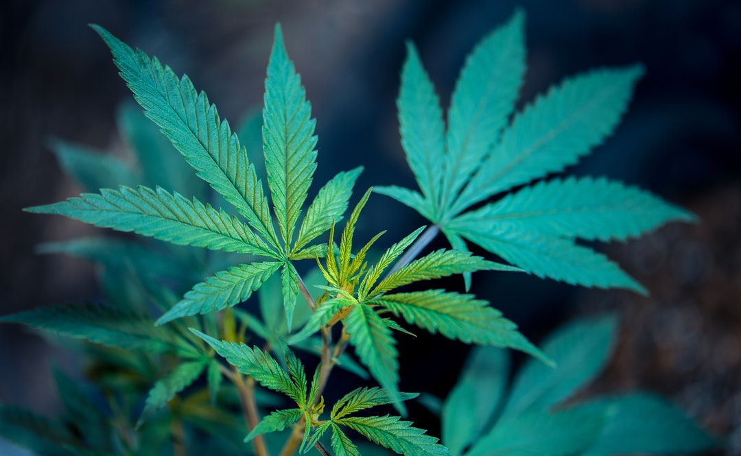 cannabis logo